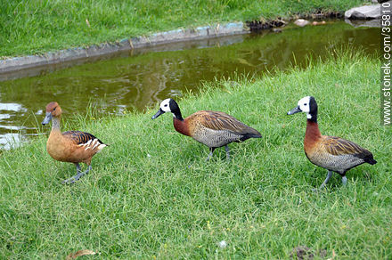 White-faced Whistling-Duck. Durazno zoo. Fulvous whistling duck.  - Durazno - URUGUAY. Photo #35810