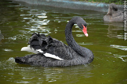 Black swan in Durazno zoo. - Fauna - MORE IMAGES. Photo #35809