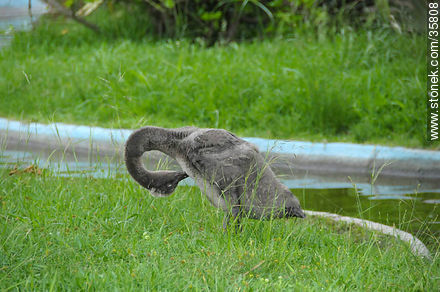 Young black swan in Durazno zoo. - Durazno - URUGUAY. Photo #35808