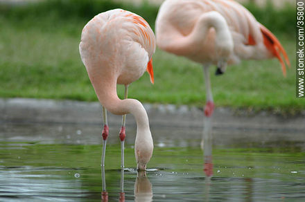 Chilean Flamingo in Durazno zoo. - Durazno - URUGUAY. Photo #35800