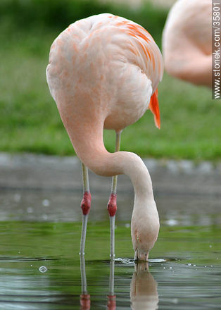 Chilean Flamingo in Durazno zoo. - Fauna - MORE IMAGES. Photo #35801