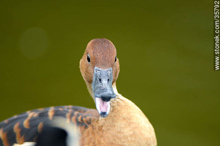 Fulvous whistling duck. Durazno zoo. - Durazno - URUGUAY. Photo #35792