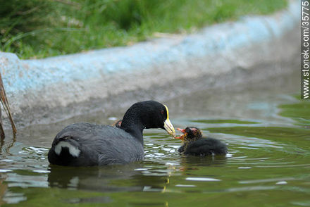 Coot white-winged in Durazno zoo. - Fauna - MORE IMAGES. Photo #35775