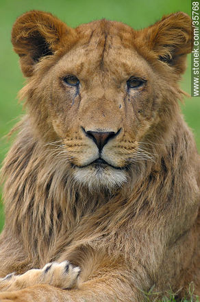 Joven león macho. Zoológico de Durazno. - Departamento de Durazno - URUGUAY. Foto No. 35768
