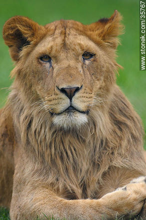 Joven león macho. Zoológico de Durazno. - Fauna - IMÁGENES VARIAS. Foto No. 35767
