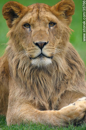 Joven león macho. Zoológico de Durazno. - Fauna - IMÁGENES VARIAS. Foto No. 35766