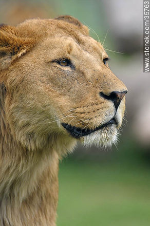 Joven león macho. Zoológico de Durazno. - Departamento de Durazno - URUGUAY. Foto No. 35763