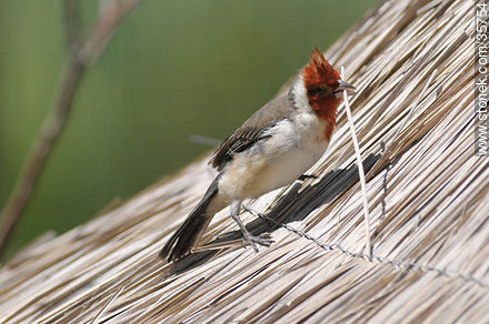 Red-crested cardinal in Durazno zoo. - Fauna - MORE IMAGES. Photo #35754