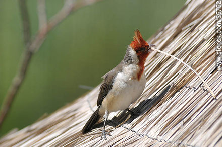 Red-crested cardinal in Durazno zoo. - Durazno - URUGUAY. Photo #35752
