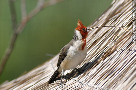 Red-crested cardinal in Durazno zoo. - Fauna - MORE IMAGES. Photo #35753