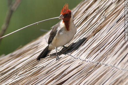 Red-crested cardinal in Durazno zoo. - Fauna - MORE IMAGES. Photo #35750