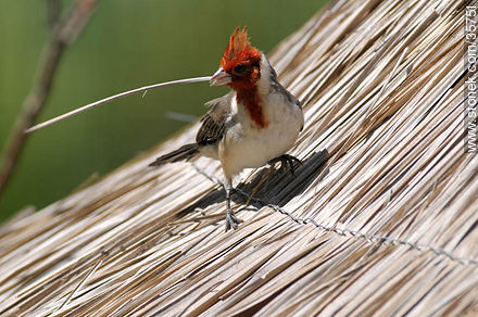 Red-crested cardinal in Durazno zoo. - Durazno - URUGUAY. Photo #35751