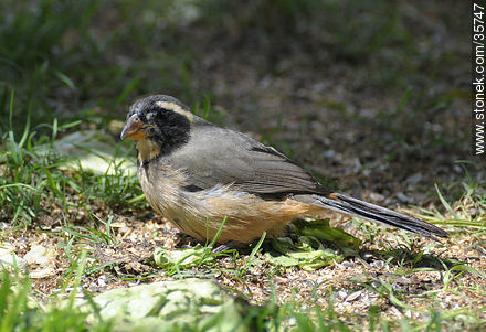 Rusty-collared seedeater. Durazno zoo. - Fauna - MORE IMAGES. Photo #35747