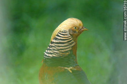 Golden or chinese pheasant - Fauna - MORE IMAGES. Photo #35733