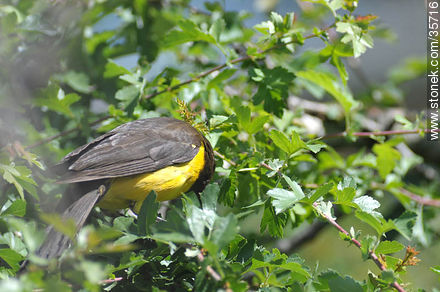 Brown-and-Yellow Marshbird. Durazno zoo.	 - Durazno - URUGUAY. Photo #35716