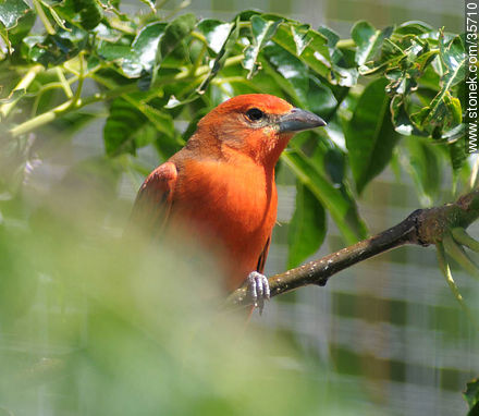 Male hepatic tanager. Durazno zoo. - Fauna - MORE IMAGES. Photo #35710