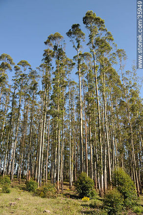 Eucalyptus wood. - Tacuarembo - URUGUAY. Photo #35949