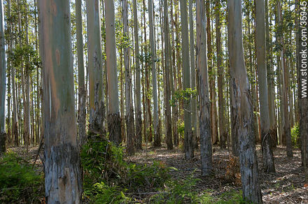 Eucalyptus wood. -  - MORE IMAGES. Photo #35945