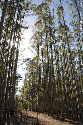 Eucalyptus wood. - Tacuarembo - URUGUAY. Photo #35942