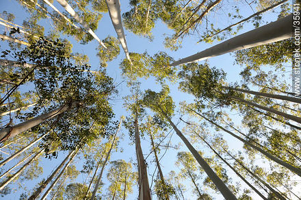 Eucalyptus wood. - Tacuarembo - URUGUAY. Photo #35941
