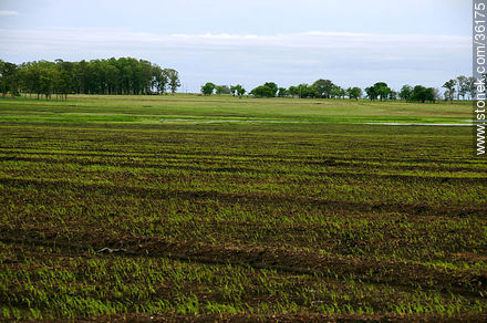 Ricefields in Artigas department - Artigas - URUGUAY. Photo #36175
