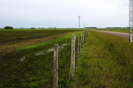 Ricefields in Artigas department - Artigas - URUGUAY. Photo #36172