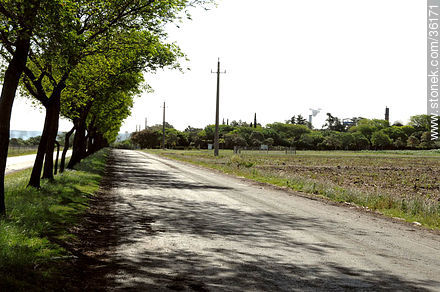 Access road to ALUR's plant - Artigas - URUGUAY. Photo #36171