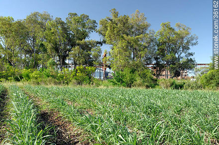 Sugar cane plantation - Artigas - URUGUAY. Photo #36162