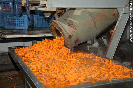Calagua's plant, carrot industrial process. - Artigas - URUGUAY. Photo #36347