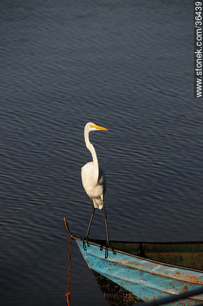 Great egret. Uruguay River coast.  - Department of Salto - URUGUAY. Photo #36439