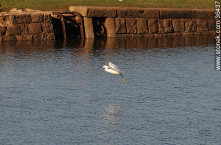 Snowy egret. Uruguay River coast.  - Department of Salto - URUGUAY. Photo #36437