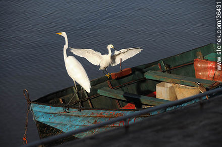 Snowy and grey egret. Uruguay River coast.  - Department of Salto - URUGUAY. Photo #36431