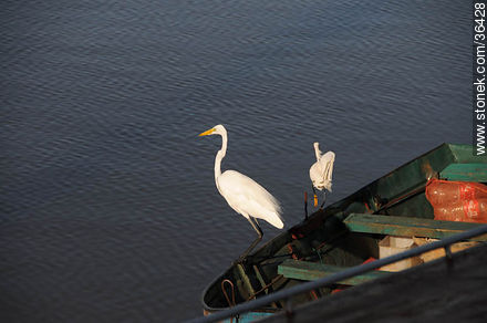 Snowy and grey egret. Uruguay River coast.  - Department of Salto - URUGUAY. Photo #36428