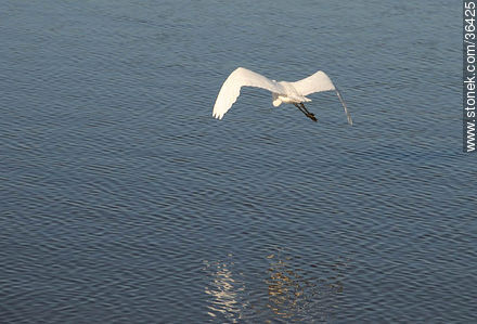 Great Egret - Fauna - MORE IMAGES. Photo #36425