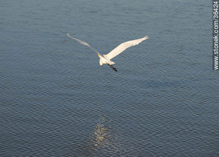 Great Egret. Uruguay River coast.  - Department of Salto - URUGUAY. Photo #36424