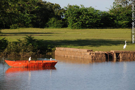 Costa del río Uruguay. Garza y garcitas - Departamento de Salto - URUGUAY. Foto No. 36417