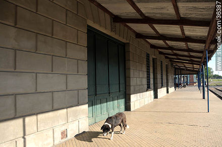 Estación de trenes de Salto - Departamento de Salto - URUGUAY. Foto No. 36387