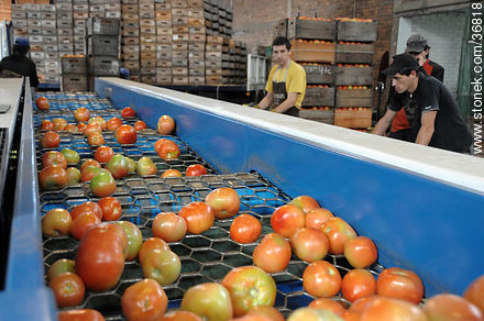 Línea de producción del tomate - Departamento de Salto - URUGUAY. Foto No. 36818