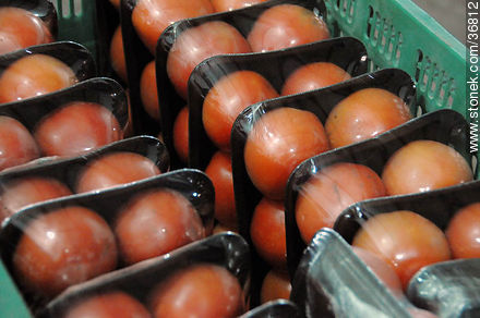 Tomates envasados - Departamento de Salto - URUGUAY. Foto No. 36812