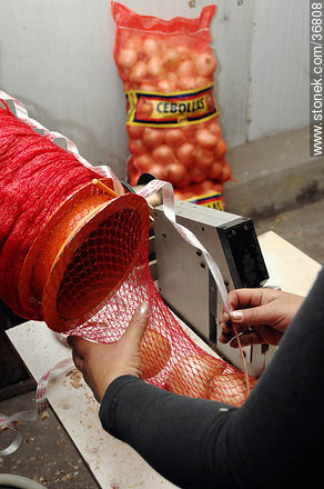 Onion packing - Department of Salto - URUGUAY. Photo #36808
