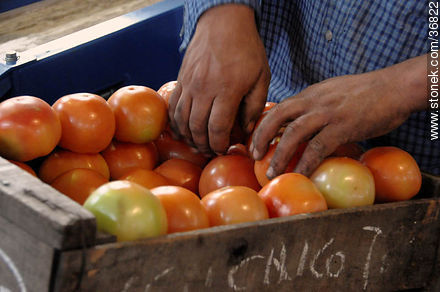Línea de producción del tomate - Departamento de Salto - URUGUAY. Foto No. 36822
