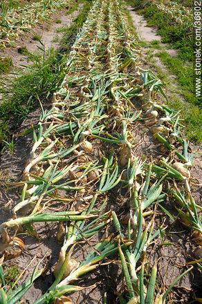 Trabajo de la cebolla en el campo - Departamento de Salto - URUGUAY. Foto No. 36802