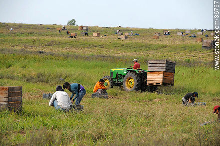 Trabajo de la cebolla en el campo - Departamento de Salto - URUGUAY. Foto No. 36797