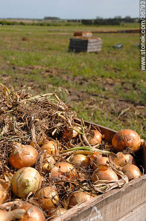 Onion harvest - Department of Salto - URUGUAY. Photo #36793