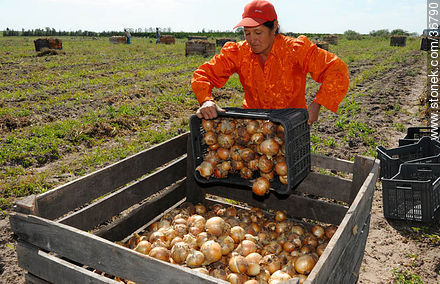 Trabajo de la cebolla en el campo - Departamento de Salto - URUGUAY. Foto No. 36790