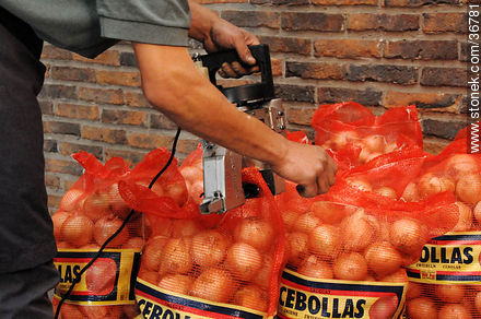 Onion bags - Department of Salto - URUGUAY. Photo #36781