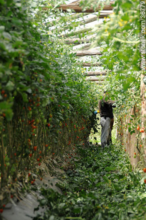 Tomates cherry en invernadero - Departamento de Salto - URUGUAY. Foto No. 36779