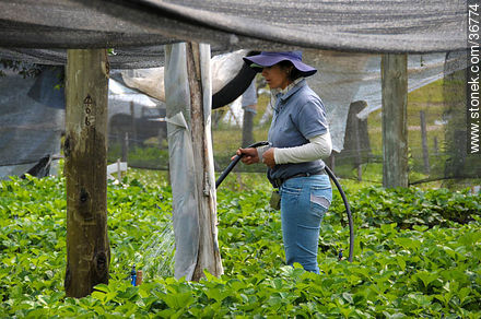Plantas de frutilla en invernadero. Riego. - Departamento de Salto - URUGUAY. Foto No. 36774