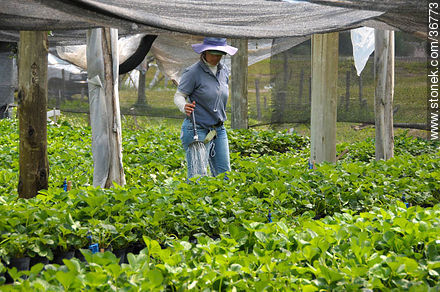Plantas de frutilla en invernadero. Riego. - Departamento de Salto - URUGUAY. Foto No. 36773