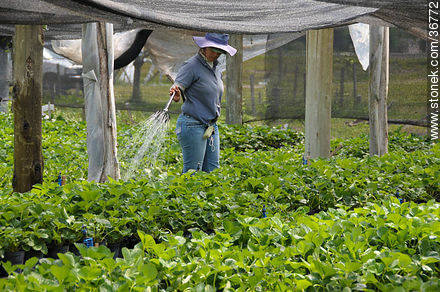 Plantas de frutilla en invernadero. Riego. - Departamento de Salto - URUGUAY. Foto No. 36772